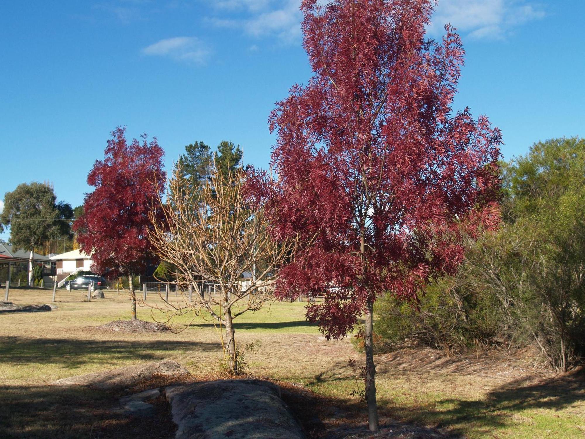 Boulevard Motel Stanthorpe Exterior photo